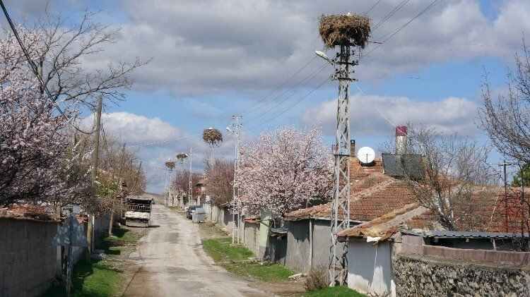 Yozgat'ın göçmeyen köyünün göçmen kuşları 5