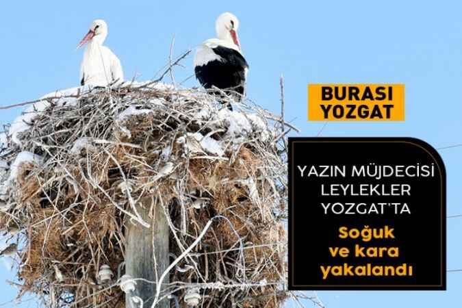 Yaz mevsiminin habercisi leylekler Yozgat’ta kış soğukları ve kara yakalandı. 1
