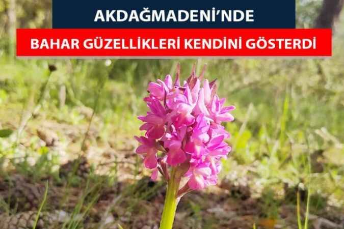 Akdağmadeni'nde Bahar Güzellikleri Kendini Gösterdi 1