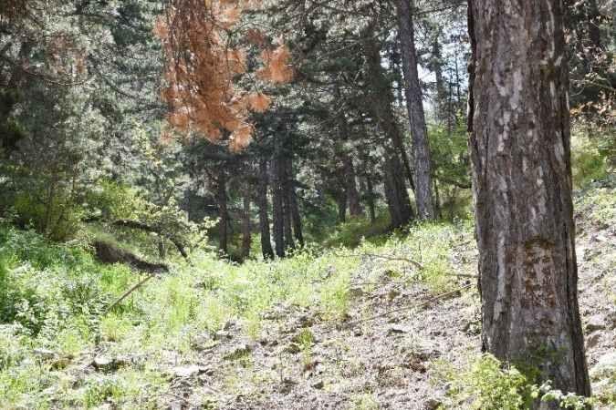 Yozgat Çamlık'ta Baharın İzleri Kendini Gösterdi 5