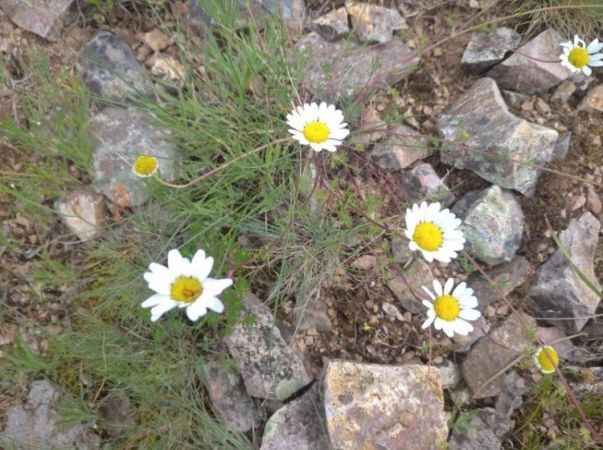 Yozgat'ta İlkbahar Esintileri 4