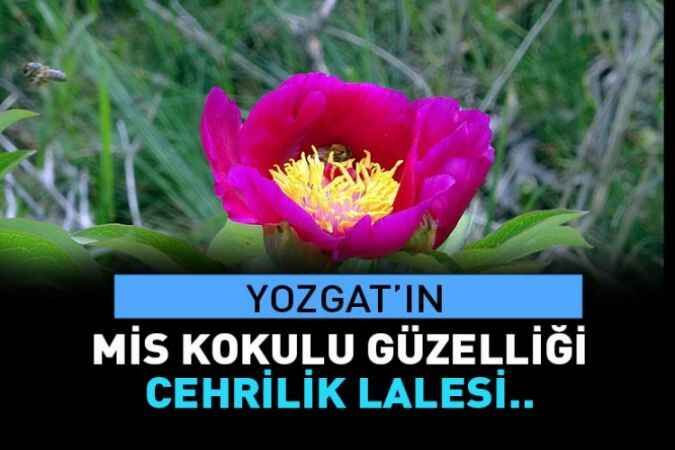 Yozgat'ın mis kokulu güzelliği: Cehrilik Lalesi 1