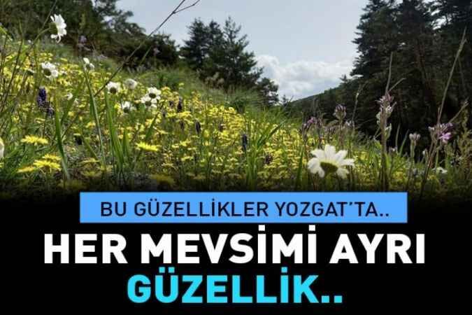 Yozgat'ın Akdağmadeni İlçesi'nde bahar görüntüleri 1