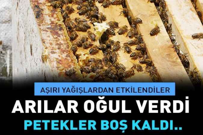 Yozgat'ta arılar oğul verdi petekler boş kaldı 1