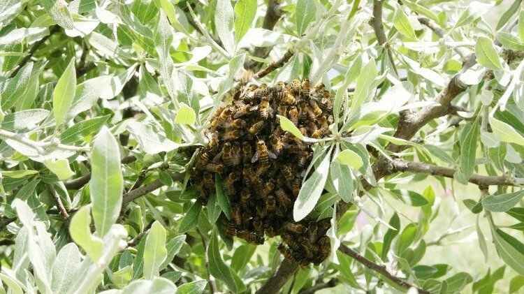 Yozgat'ta arılar oğul verdi petekler boş kaldı 3
