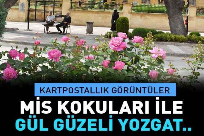 Yozgat Belediyesi şehrin dört bir yanını güllerle bezedi 1