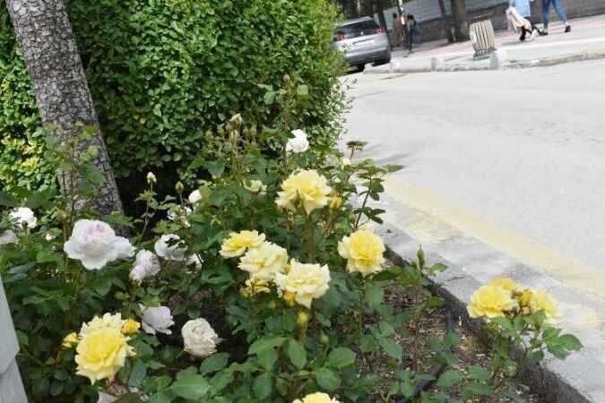 Yozgat Belediyesi şehrin dört bir yanını güllerle bezedi 11
