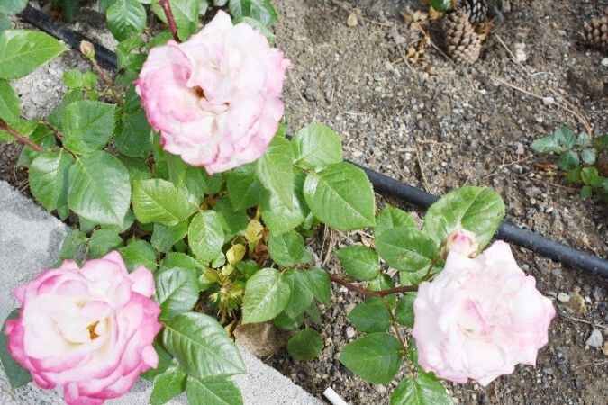 Yozgat Belediyesi şehrin dört bir yanını güllerle bezedi 12