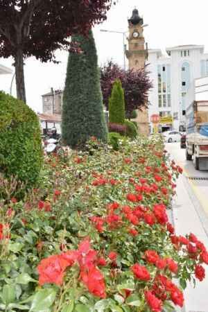Yozgat Belediyesi şehrin dört bir yanını güllerle bezedi 3