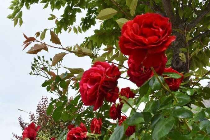 Yozgat Belediyesi şehrin dört bir yanını güllerle bezedi 7