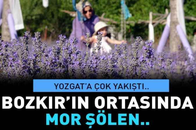 Bozkırın ortasındaki mor şölen görenleri büyülüyor.. 1