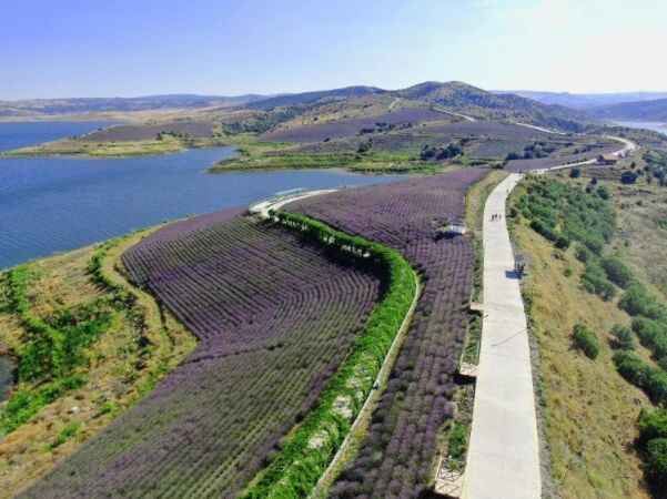 Yozgat'ın Çekerek İlçesi'nde bulunan Lavanta Adası görsel şölen sunuyor 2