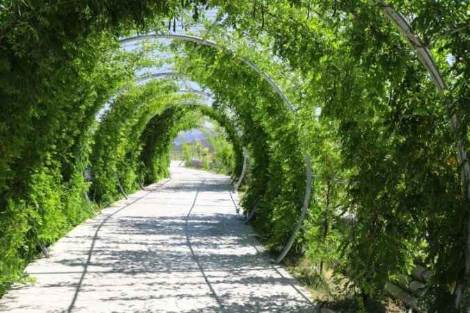 Yozgat'ın Çekerek İlçesi'nde bulunan Lavanta Adası görsel şölen sunuyor 3