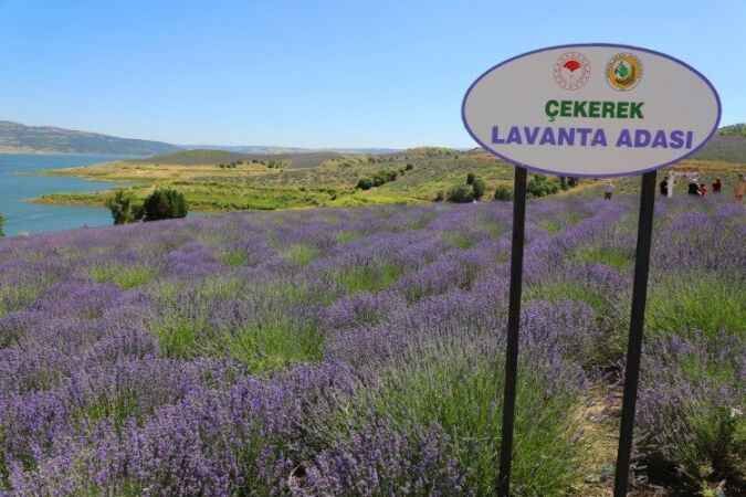 Yozgat'ın Çekerek İlçesi'nde bulunan Lavanta Adası görsel şölen sunuyor 6