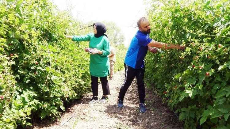 Yozgat'ın Sorgun İlçesi'nde hobi olarak böğürtlen yetiştiren üretici, şimdi taleplere yetişemiyor. 2