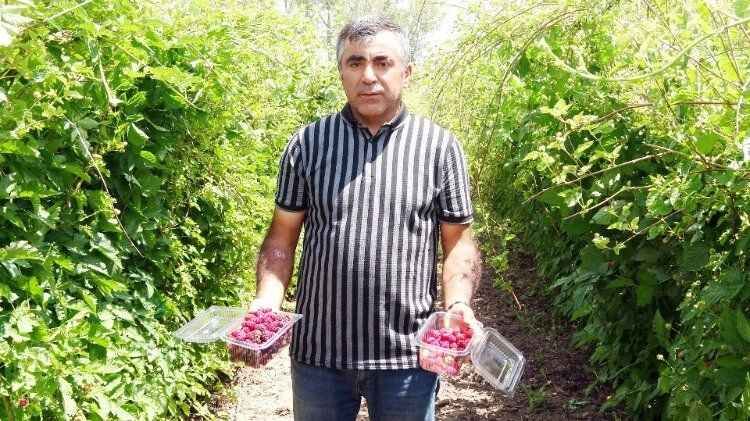 Yozgat'ın Sorgun İlçesi'nde hobi olarak böğürtlen yetiştiren üretici, şimdi taleplere yetişemiyor. 3