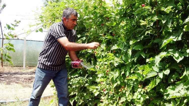 Yozgat'ın Sorgun İlçesi'nde hobi olarak böğürtlen yetiştiren üretici, şimdi taleplere yetişemiyor. 5