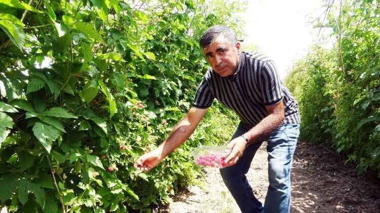 Yozgat'ın Sorgun İlçesi'nde hobi olarak böğürtlen yetiştiren üretici, şimdi taleplere yetişemiyor. 6