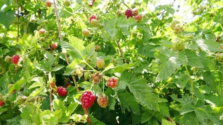Yozgat'ın Sorgun İlçesi'nde hobi olarak böğürtlen yetiştiren üretici, şimdi taleplere yetişemiyor. 8