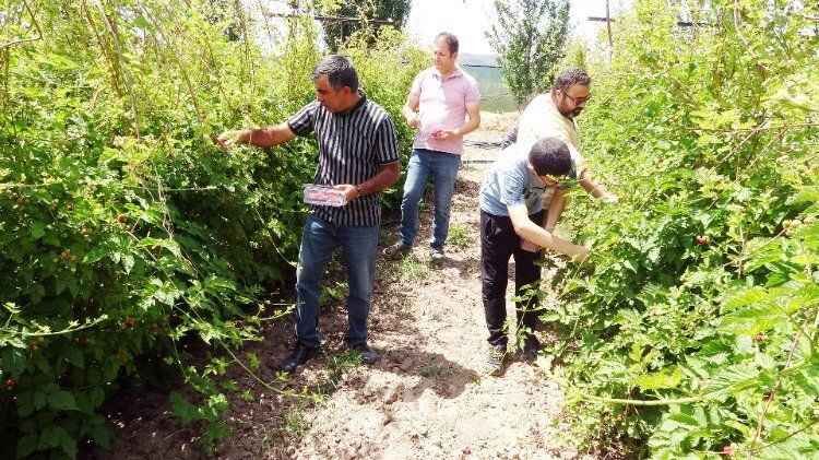Yozgat'ın Sorgun İlçesi'nde hobi olarak böğürtlen yetiştiren üretici, şimdi taleplere yetişemiyor. 9