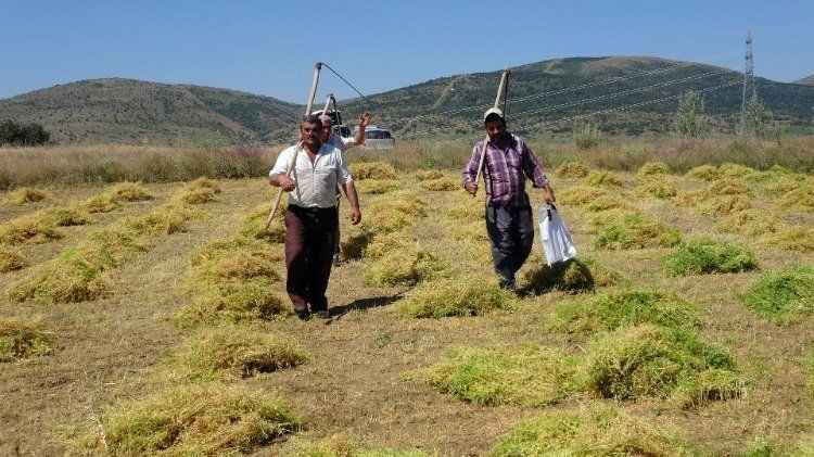 Türkiye'nin en lezzetlisi Yozgat'ta yetişiyor.. 3
