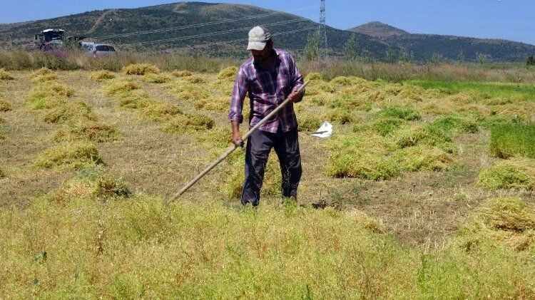 Türkiye'nin en lezzetlisi Yozgat'ta yetişiyor.. 7