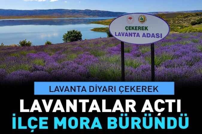 Çekerek Lavanta Adası kartpostallık görüntüler oluşturdu 1