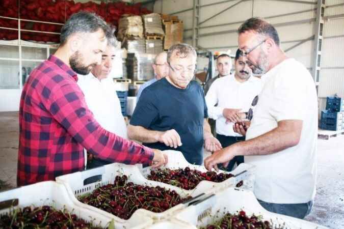 Türkiye’nin en büyük meyve bahçesinde kiraz hasadı başladı. 2