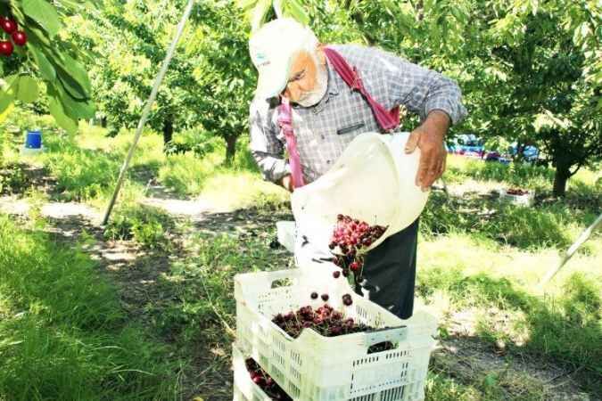 Türkiye’nin en büyük meyve bahçesinde kiraz hasadı başladı. 13