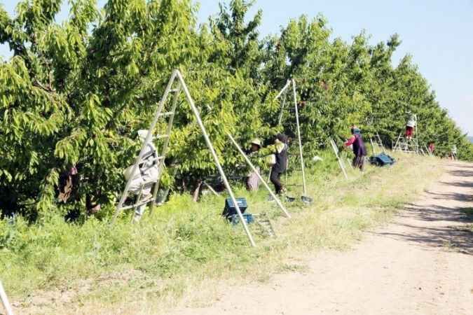 Türkiye’nin en büyük meyve bahçesinde kiraz hasadı başladı. 4
