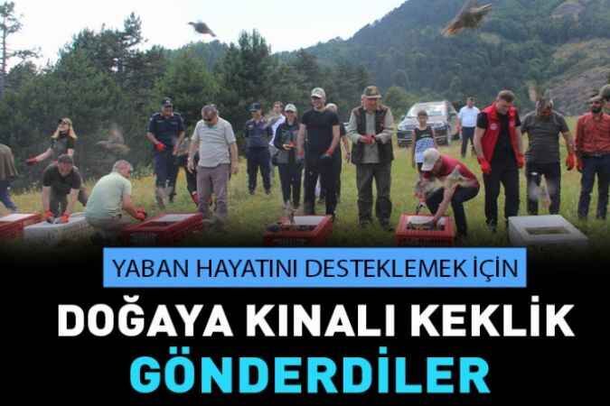 Yaban Hayatın desteklenmesi amacıyla Yığılca İlçesinde doğaya 500 adet Kınalı Keklik salımı yapıldı. 1