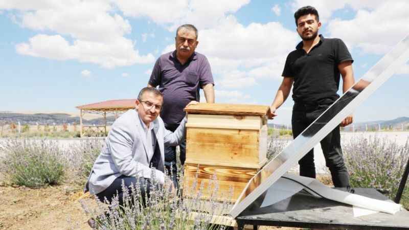 'Sokmayan arılar' Yozgat'ta lavanta balı üretimine başladı 3