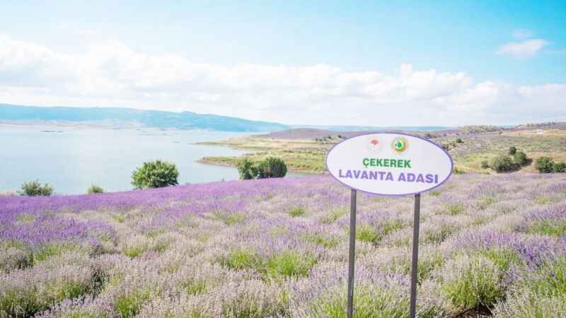 Yozgat Valisi Mehmet Ali Özkan, Göz Kamaştıran Mor Tarlaların Arasında İncelemelerde Bulundu 3