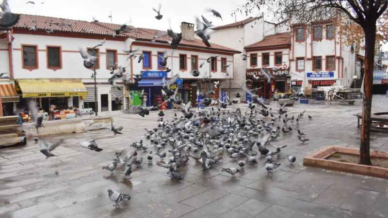 Bozok Yaylası’nın Uçmayan Kuşları! 1