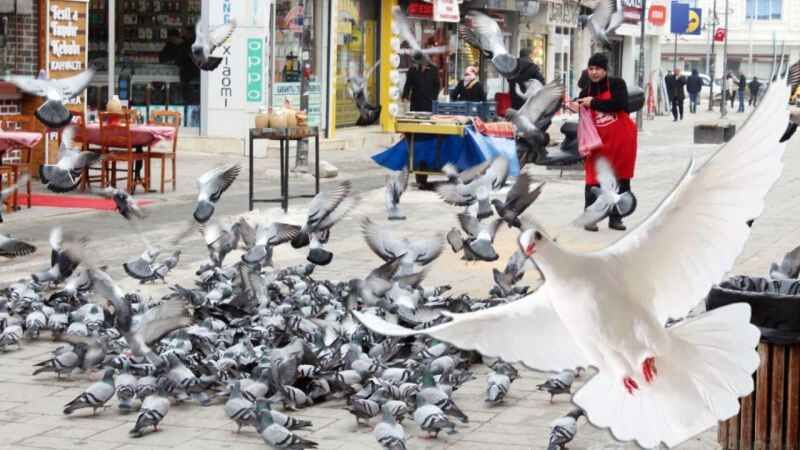 Yozgat'ta kuşlar neden uçmaz? 15