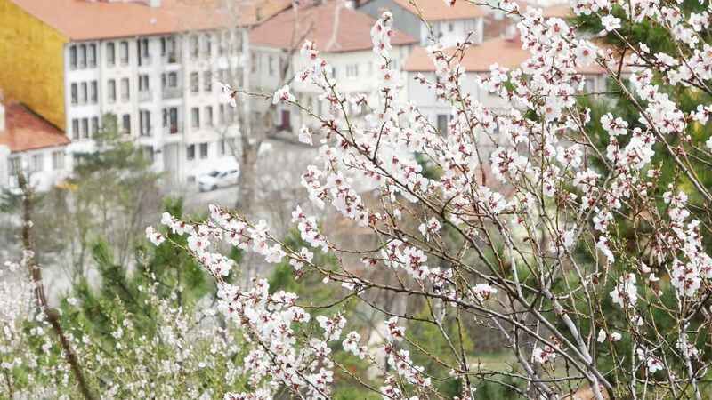 Baharın Habercisi Badem Çiçekleri Açtı: Görenler Büyülendi! 1