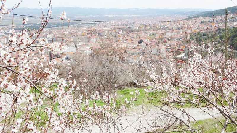 Baharın Habercisi Badem Çiçekleri Açtı: Görenler Büyülendi! 6