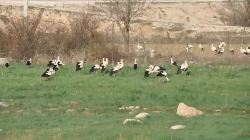 Tarlasını süren çiftçi, 1-2 derken bir anda 10'larcasının tarlasına indiğini fark edip traktörünü stop ettirdi 2