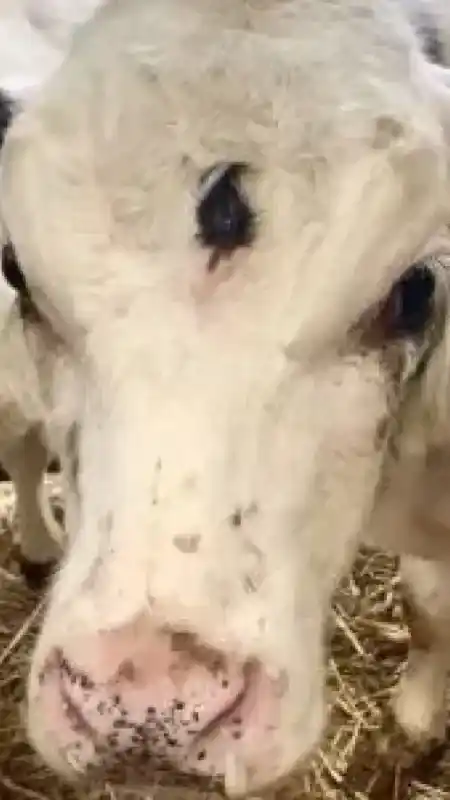 İneği Doğum Yapan Çiftçi Ahırıa Girdiğinde 3 Gözlü Canlıyı Gördüğünde Neye Uğradığını Şaşırdı 6