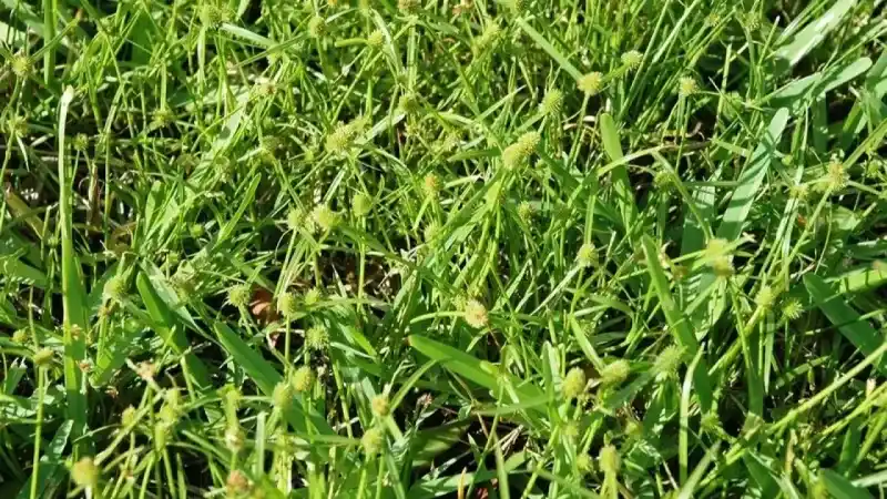 Yozgat Tarımda Çiftçilere Bayram Ettirecek Bir Yenilik! 7