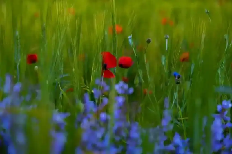 Akdağmadeni Baharın Gelişiyle Yeşile Büründü 3
