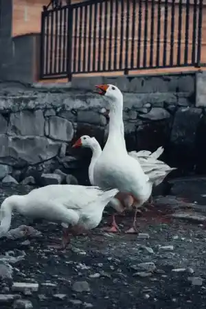 Akdağmadeni Baharın Gelişiyle Yeşile Büründü 8