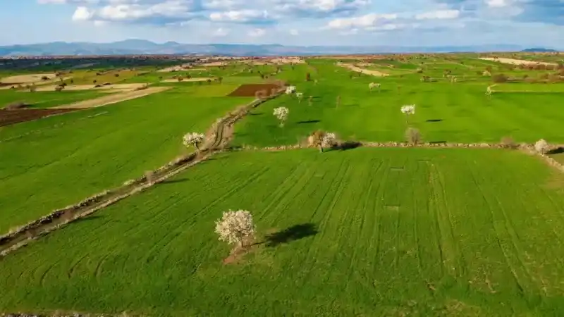 Yozgat'ın Doğal Hazinesi: Ebegümeci Bin 500 Farklı Türüyle Dikkat Çekiyor! 1