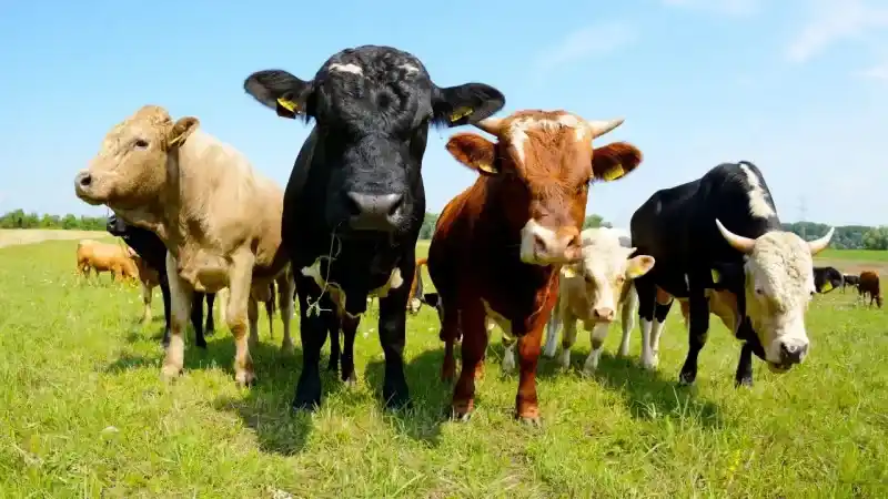 Yozgat'ta Kurban Bayramı Heyecanı: Fiyatlar Yükseldi! 3