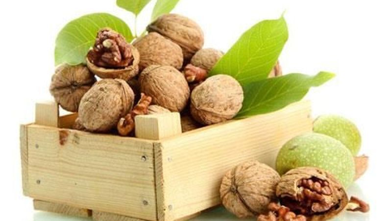 Ceviz ağacının altında neden oturulmaz? 7