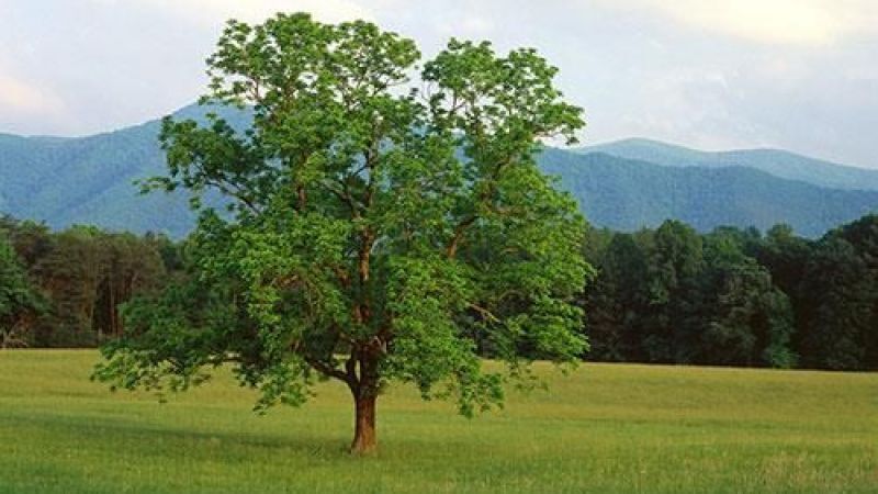Ceviz ağacının altında neden oturulmaz? 1
