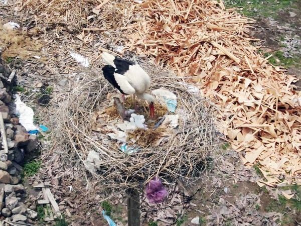 Leylekli Köy'de Baharın Görsel Şöleni Başladı! 2