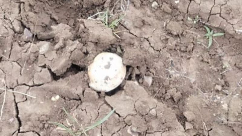 Yozgat’ta Yılın İlk Meşe Mantarları Toplanmaya Başlandı! 6