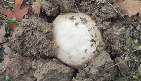 Yozgat’ta Yılın İlk Meşe Mantarları Toplanmaya Başlandı! 3