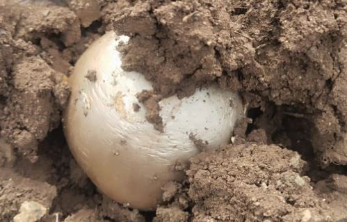 Yozgat’ta Yılın İlk Meşe Mantarları Toplanmaya Başlandı! 4